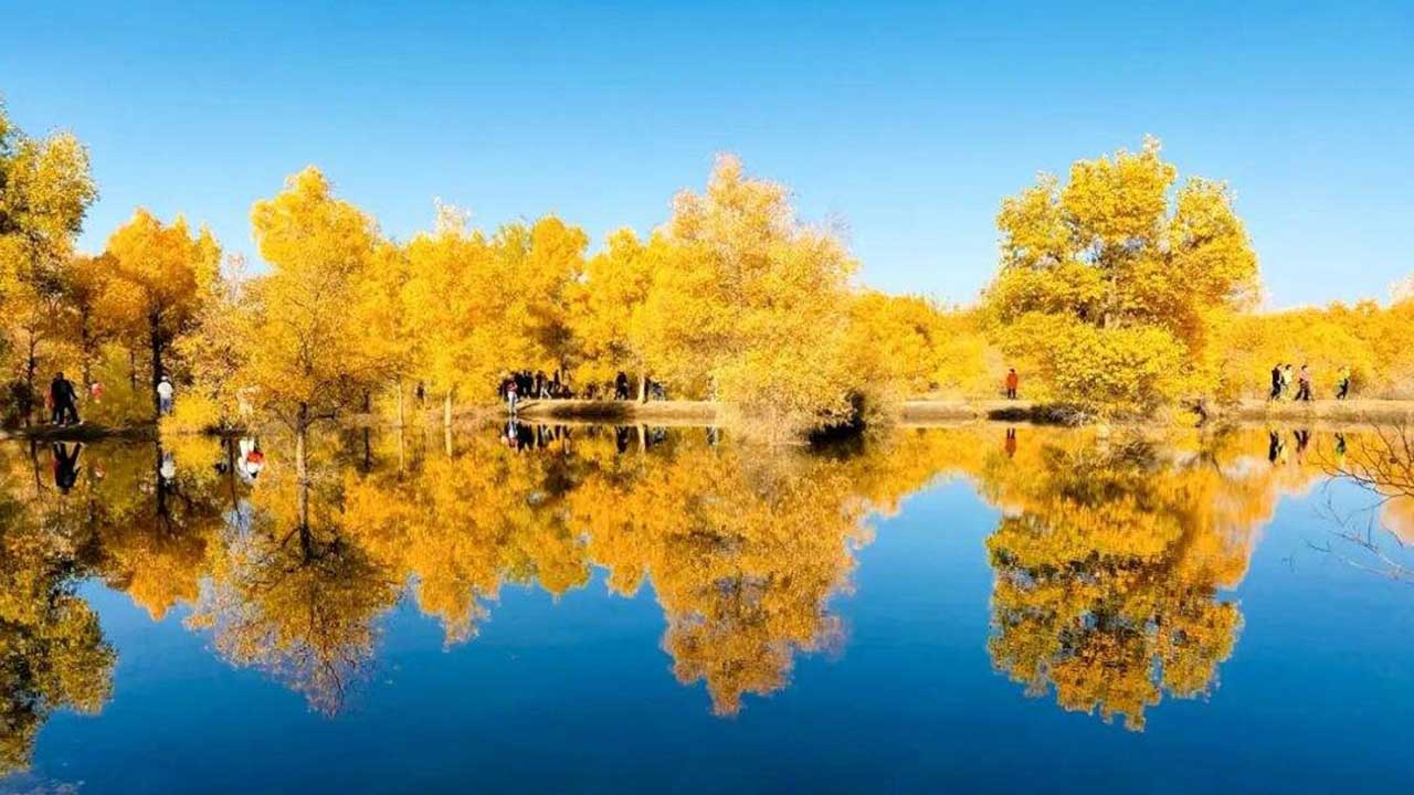金塔沙漠胡楊林景區(qū).jpg