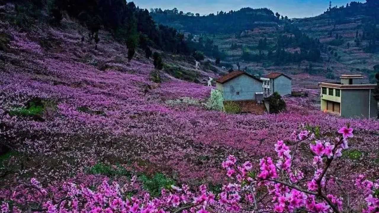 龍泉驛區(qū)山泉鎮(zhèn)花果村.jpg