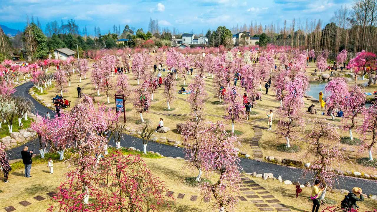 問花村中醫(yī)藥特色養(yǎng)生花海.jpg