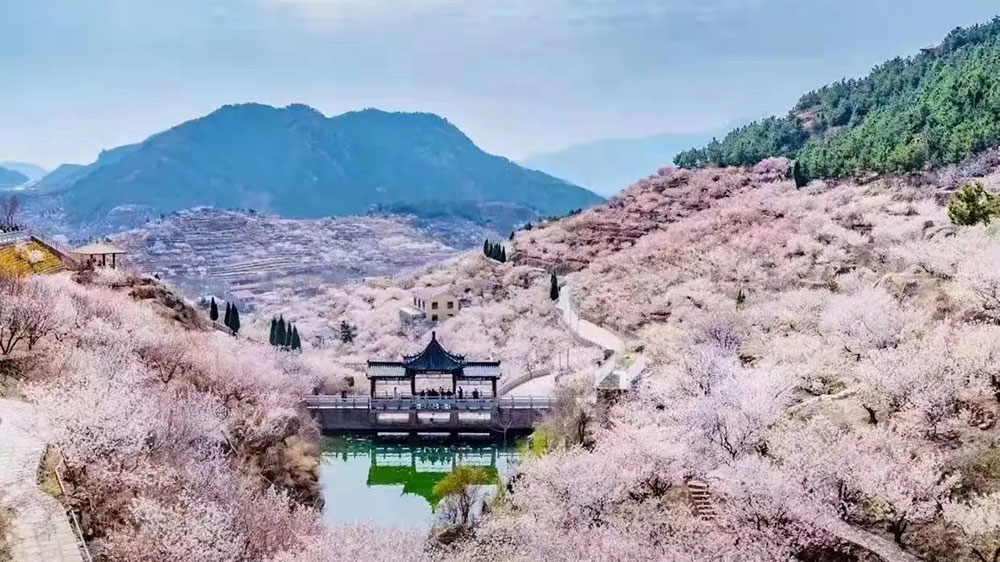 青島嶗山大嶗櫻桃谷.jpg