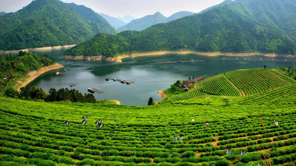 益陽市安化黑茶文化旅游度假區(qū).jpg