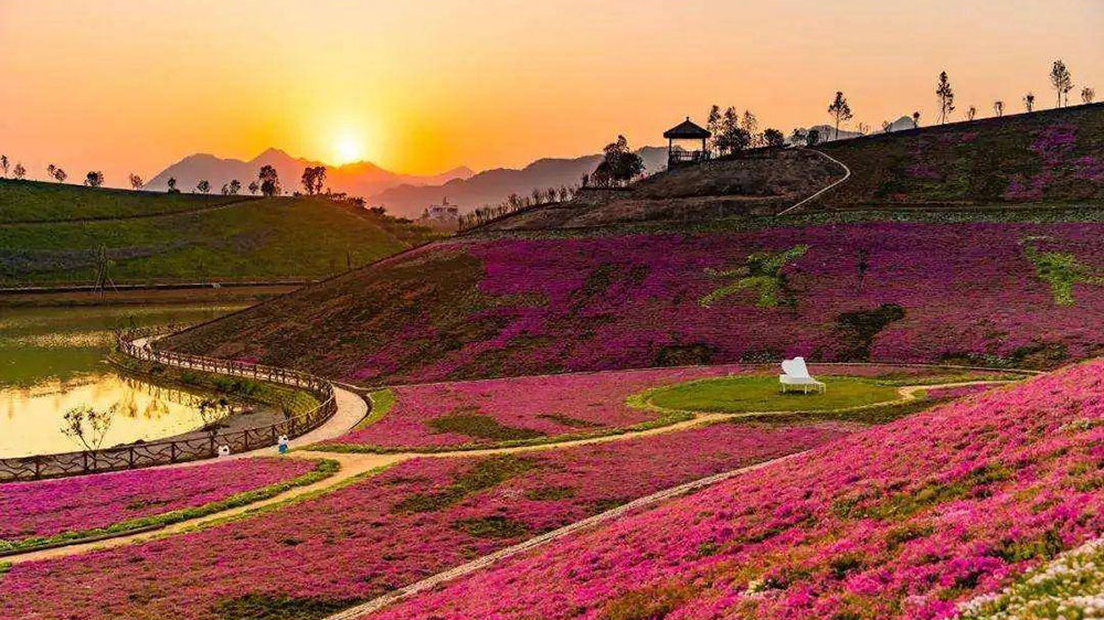 茶鄉(xiāng)花海生態(tài)文化體驗(yàn)園景區(qū).jpg