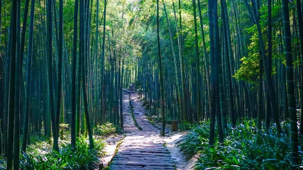 宜賓蜀南竹海風(fēng)景區(qū).jpg