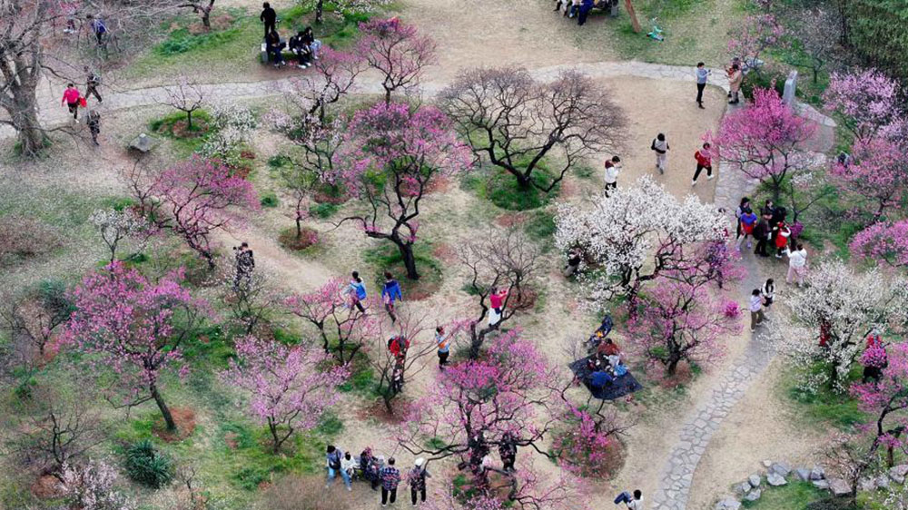 第二十九屆中國(guó)南京國(guó)際梅花節(jié).jpg