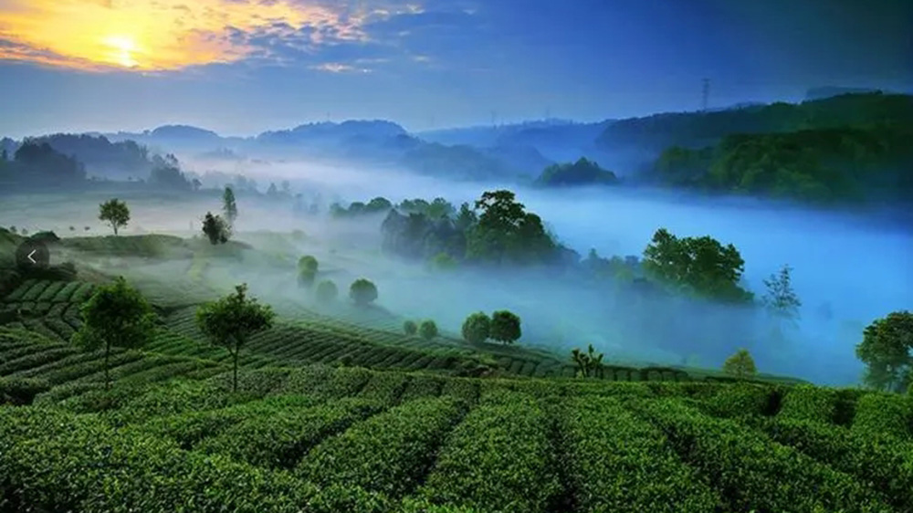 蒙頂山茶產(chǎn)業(yè)圖.jpg