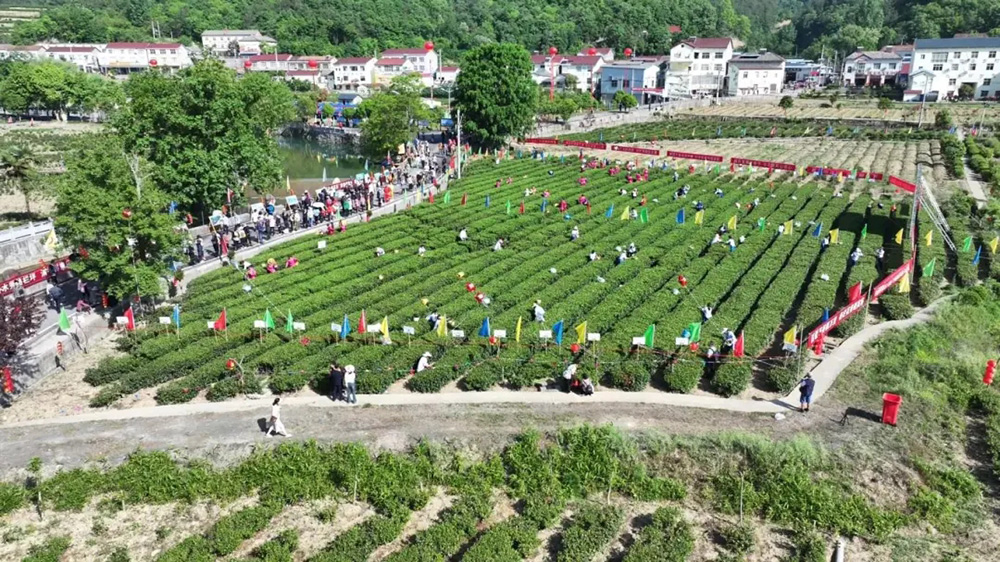 ?？悼h第五屆茶文化旅游節(jié)茶園體驗.jpg