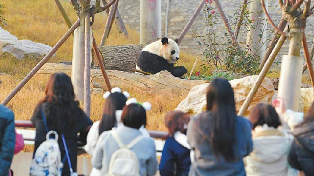 中國大熊貓保護研究中心綿陽基地現(xiàn)場.jpg