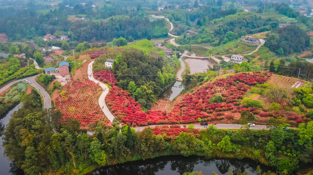 四川：自貢市貢井區(qū)首屆紅葉文化旅游活動將于23日舉辦，五大系列推動文旅產(chǎn)業(yè)發(fā)展！