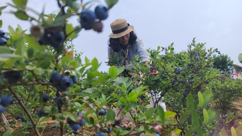 安徽：郎溪縣2024藍(lán)莓文化旅游節(jié)正式開幕，加快推進(jìn)農(nóng)村一、二、三產(chǎn)業(yè)融合發(fā)展！
